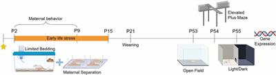 Maternal Separation Combined With Limited Bedding Increases Anxiety-Like Behavior and Alters Hypothalamic-Pituitary-Adrenal Axis Function of Male BALB/cJ Mice